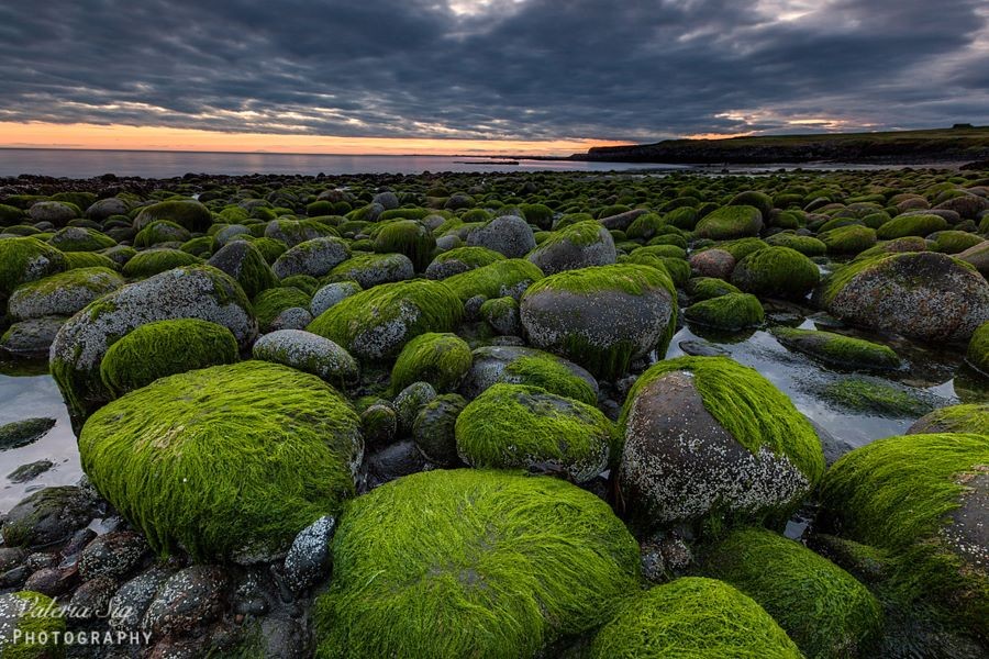 11904702_1178974628782621_9131921304362249009_n.jp