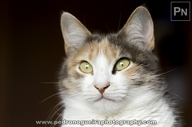 _MG_0155 650px _MG_0155 650px