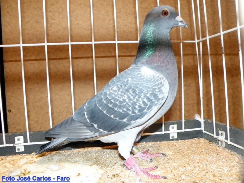 Feira Ibérica Beja 2018 022.JPG Feira Ibérica Beja 2018 022.JPG