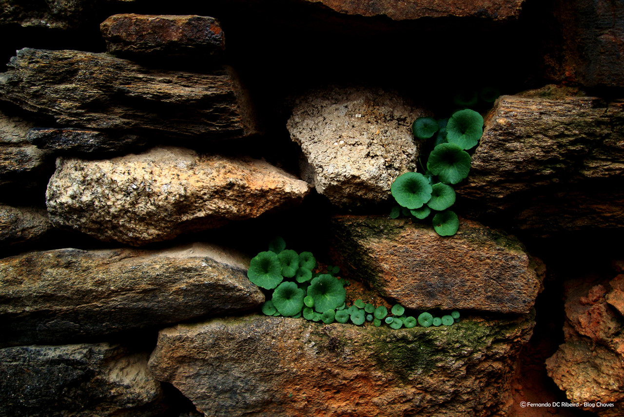 1600-ZIRMA (48)-video.jpg