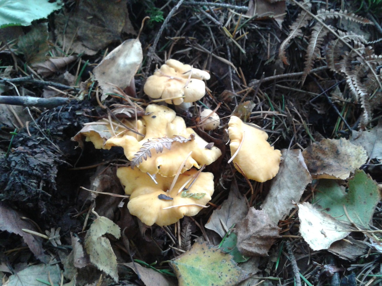 2015-10-10-Cogumelos_2
