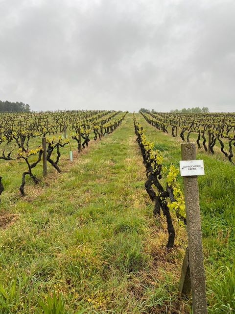 vinhos portugueses do Dão