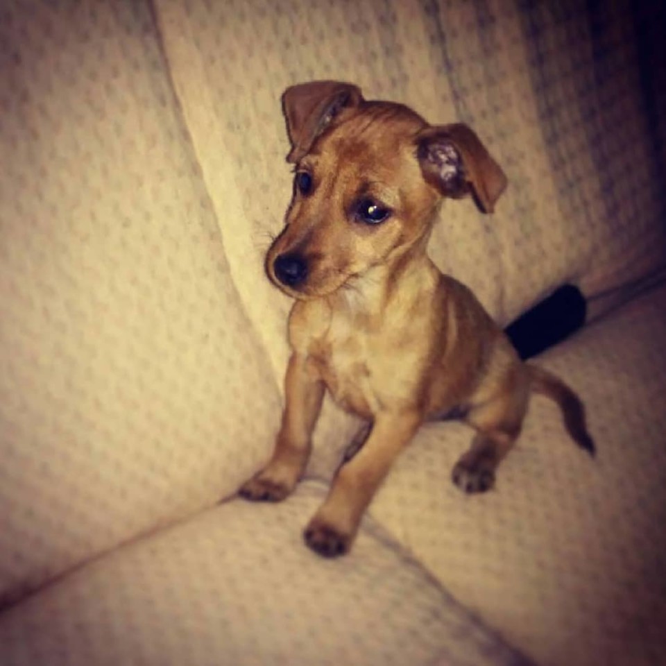 43036612_10155972180046538_4128543772910813184_o.j