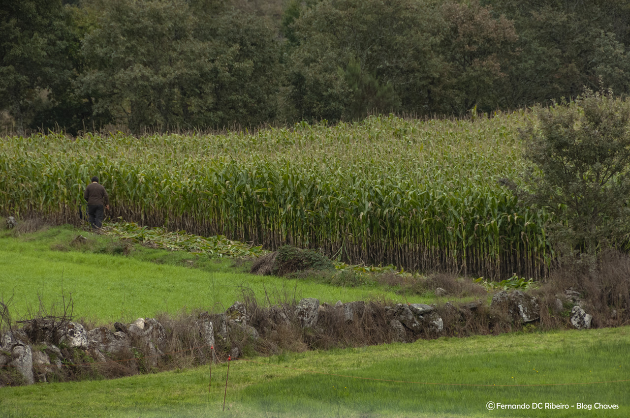 1600-fervidelas (7)-granjo9.jpg