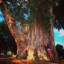 euclipto largura enorme.jpg