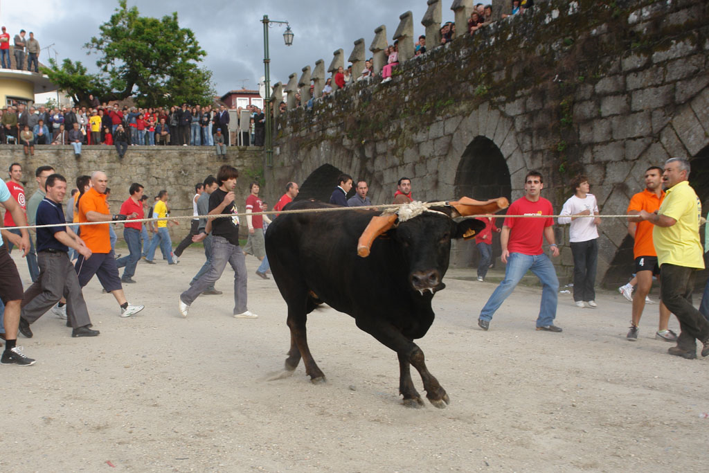 VACA DAS CORDAS.png VACA DAS CORDAS.png