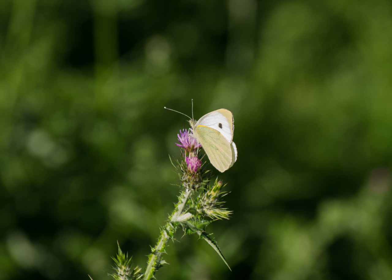Uma borboleta branca da couve