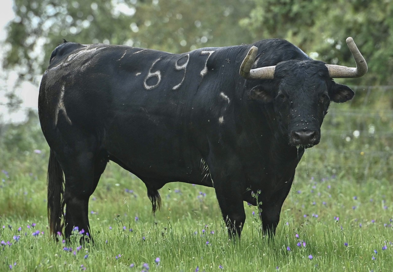 nº 697 - veiga teixeira.jpg