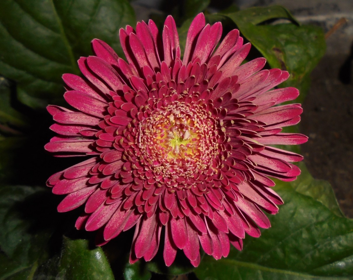gerbera.JPG