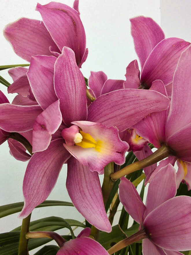 Flor nas Tomadas copiar.jpg