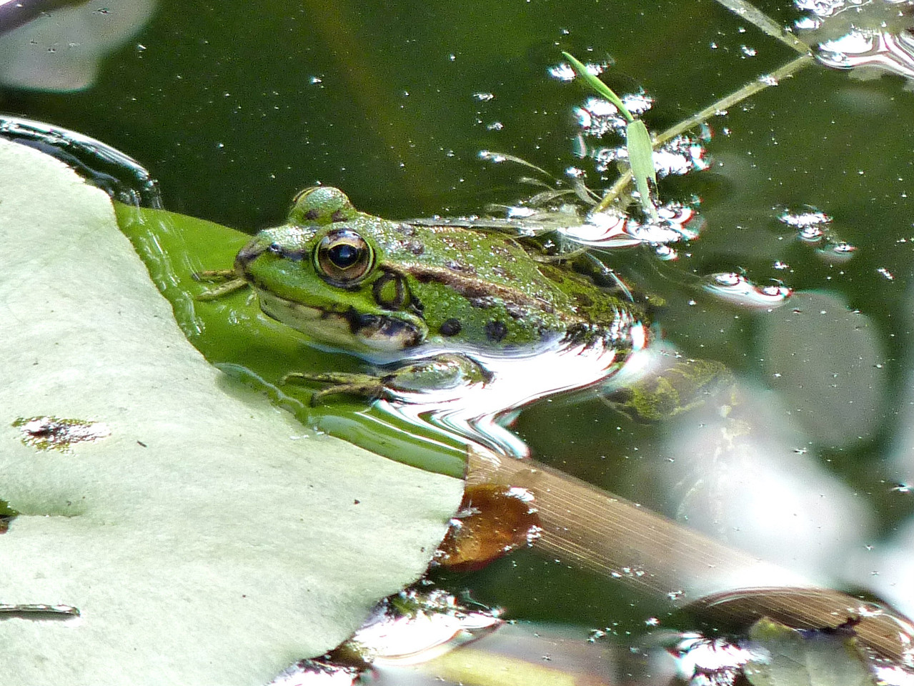 Angra - Jardim Duque da Terceira (43).jpg