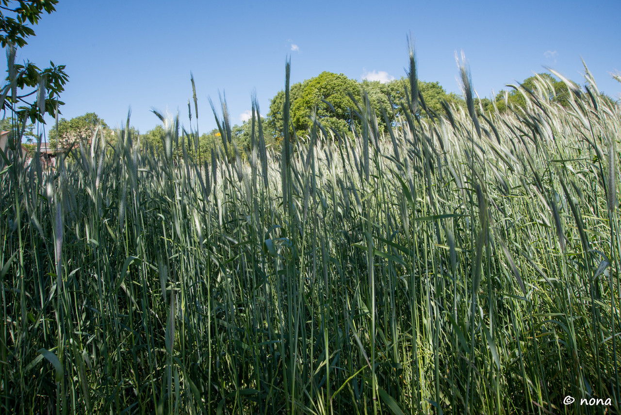 15.- Vagueando pela Montanha.jpg