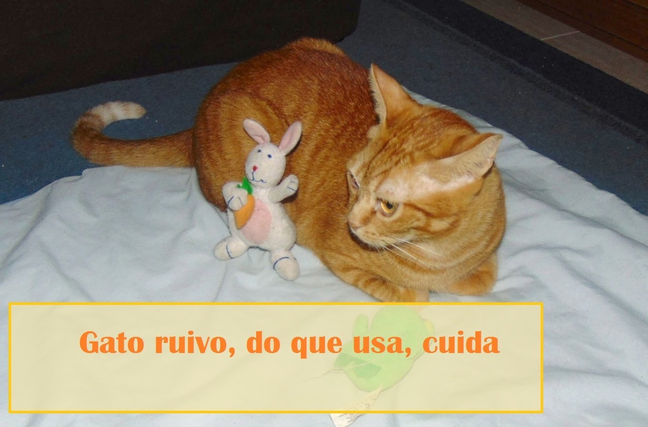 gatoruivo.jpg gatoruivo.jpg