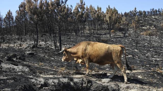 transferir.jpg transferir.jpg