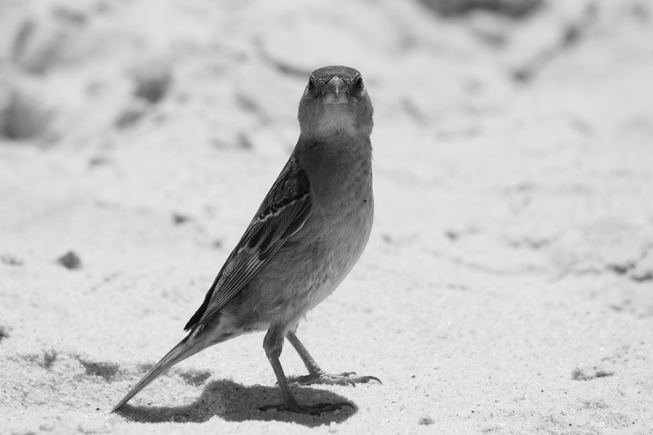 N.º 7303 — Praia do Barril © 2015