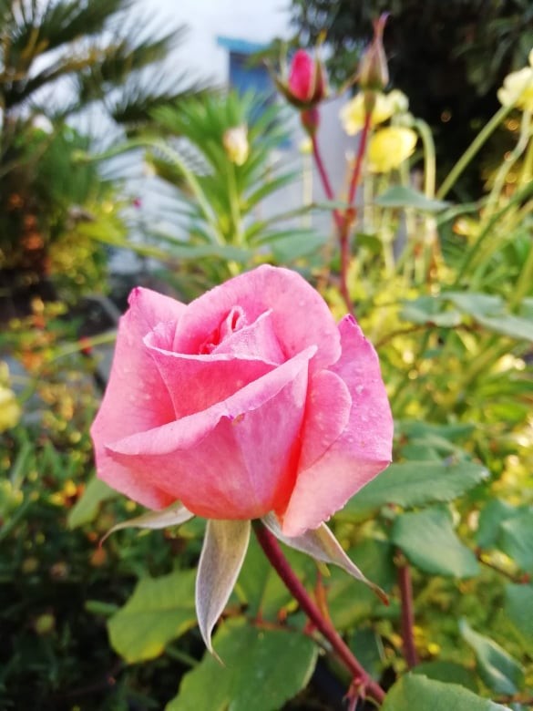 rosa do dia da mãe.jpg