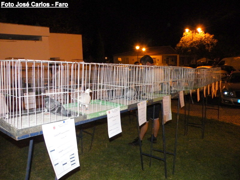 Leilão de Paderne 2016 006.JPG