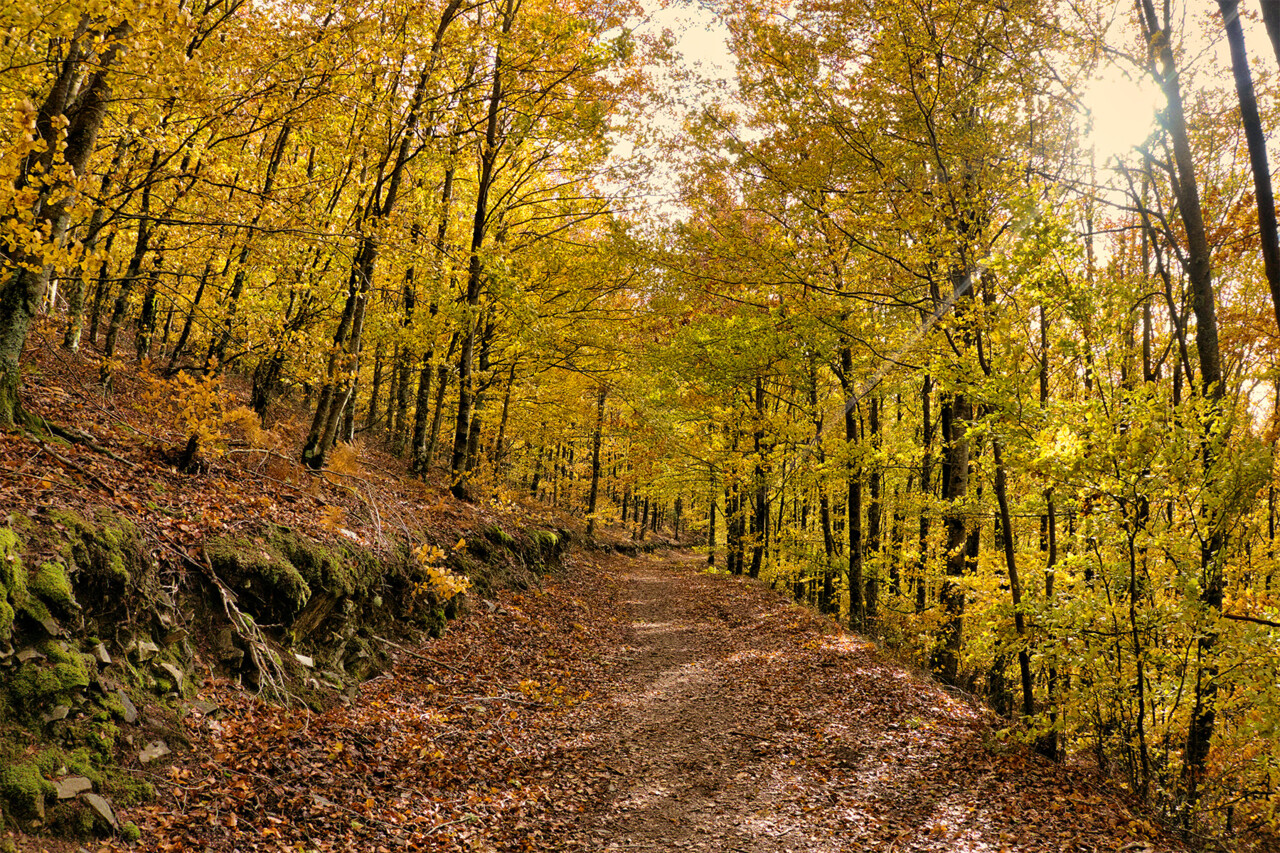 Paisagem bosque outono Serra da Estrela copiar.jpg