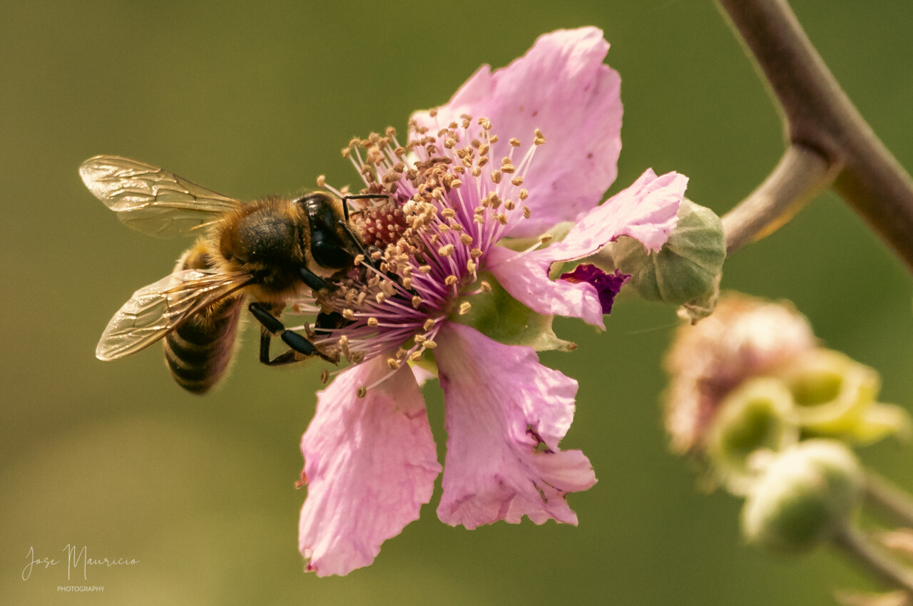 abelha-josemauricio.jpg