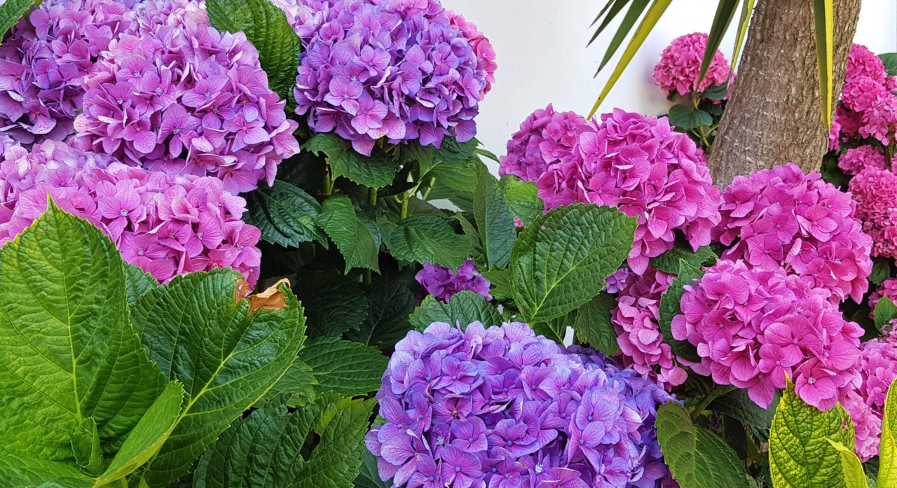 hortênsias.jpg