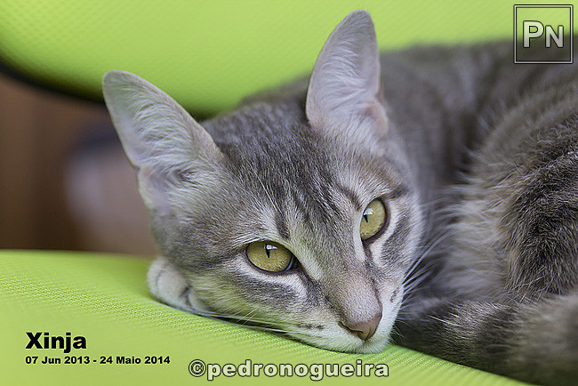 045_MG_7108 650px.jpg