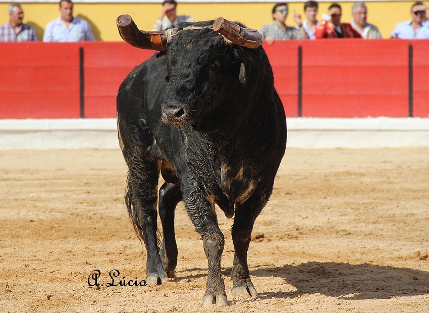 1 toiro.jpg