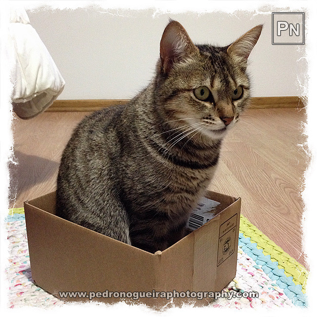 Jan_2016_014a 650px Jan_2016_014a 650px