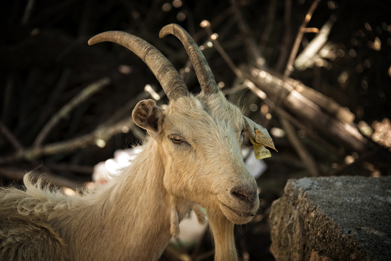 _JMF6466 - cópia.jpg