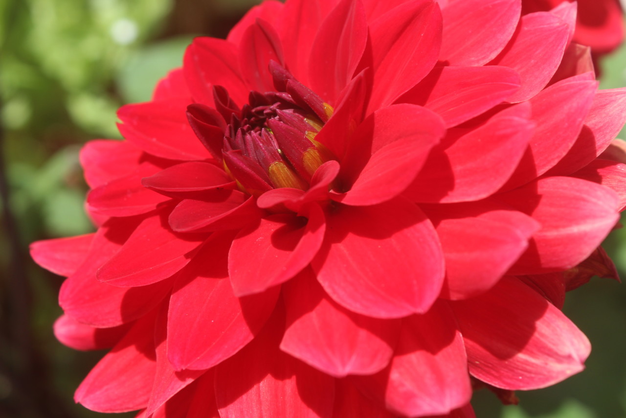 vermelho.JPG vermelho.JPG