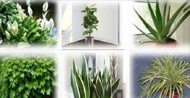 seis_plantas_que_purificam_o_ar_-_cura_pela_nature