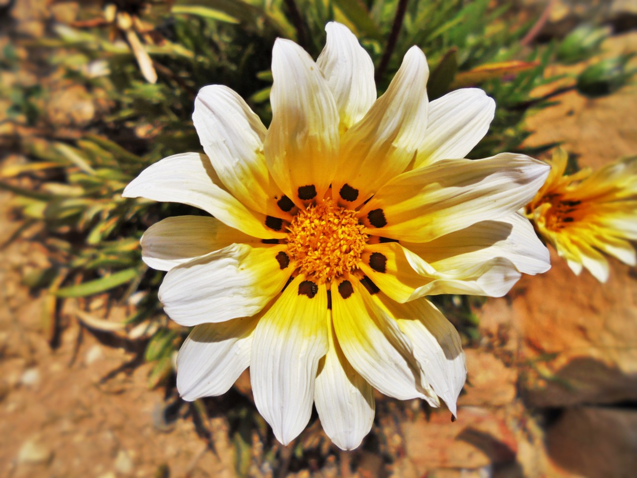 estrela do meio dia.JPG