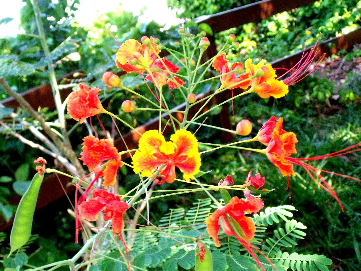 Brasil Nordeste 07.JPG