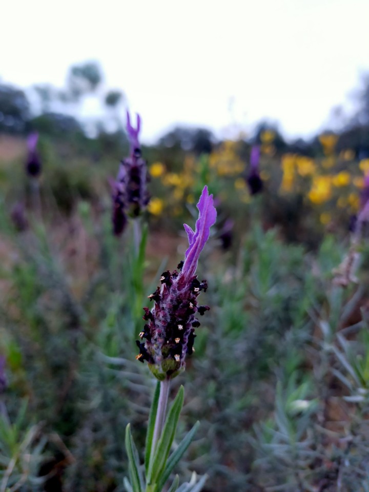 rosmaninho.jpg rosmaninho.jpg