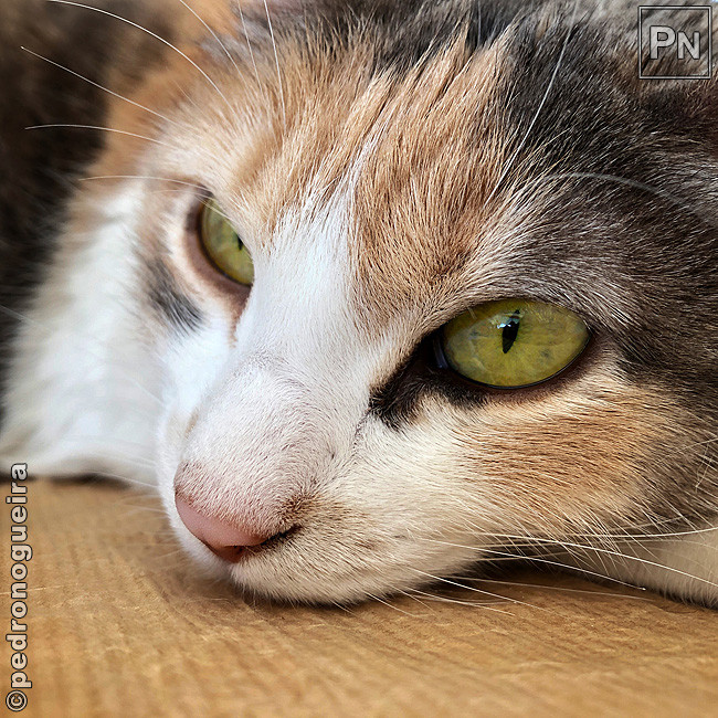 Fev_2020_029b 650px.jpg