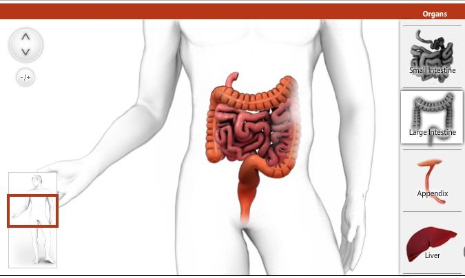 corpo humano anatomia desenhar online