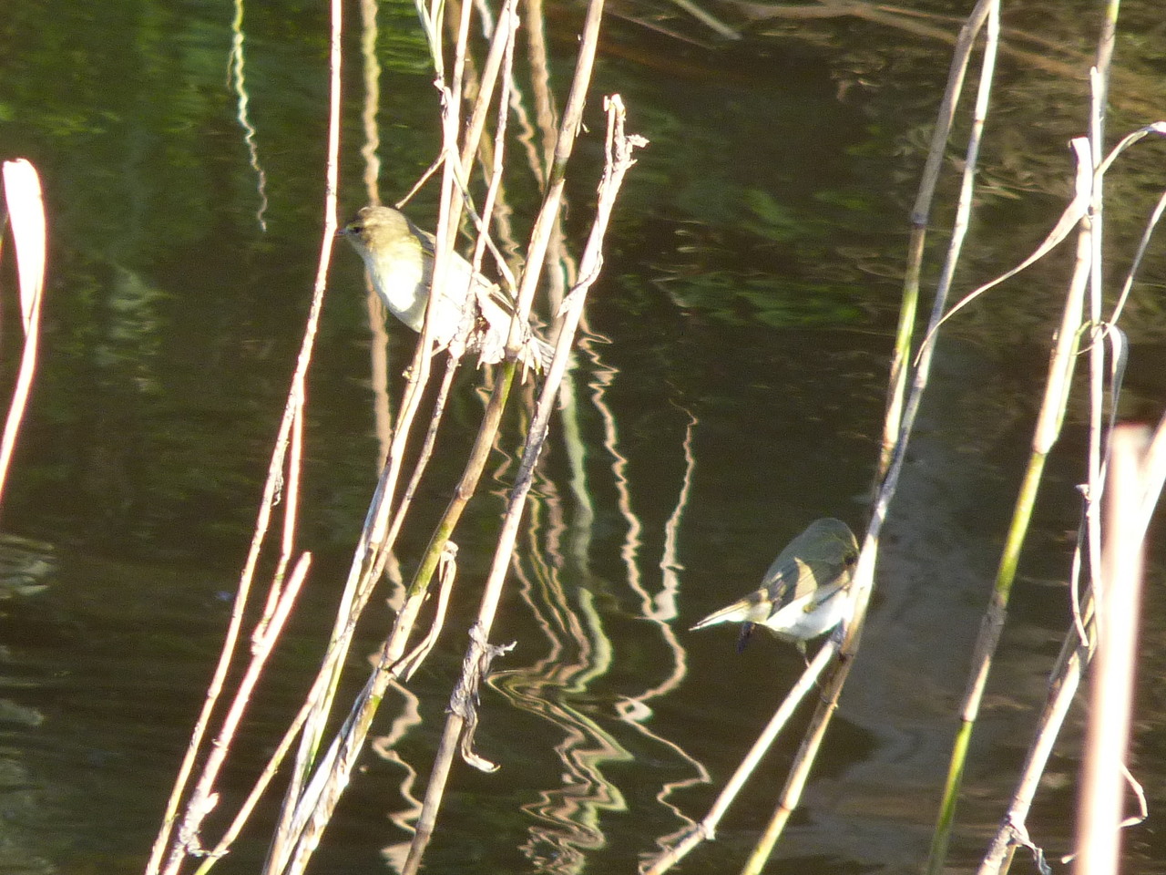 Parque Linear Ribeirinho do Estuário do Tejo (31)