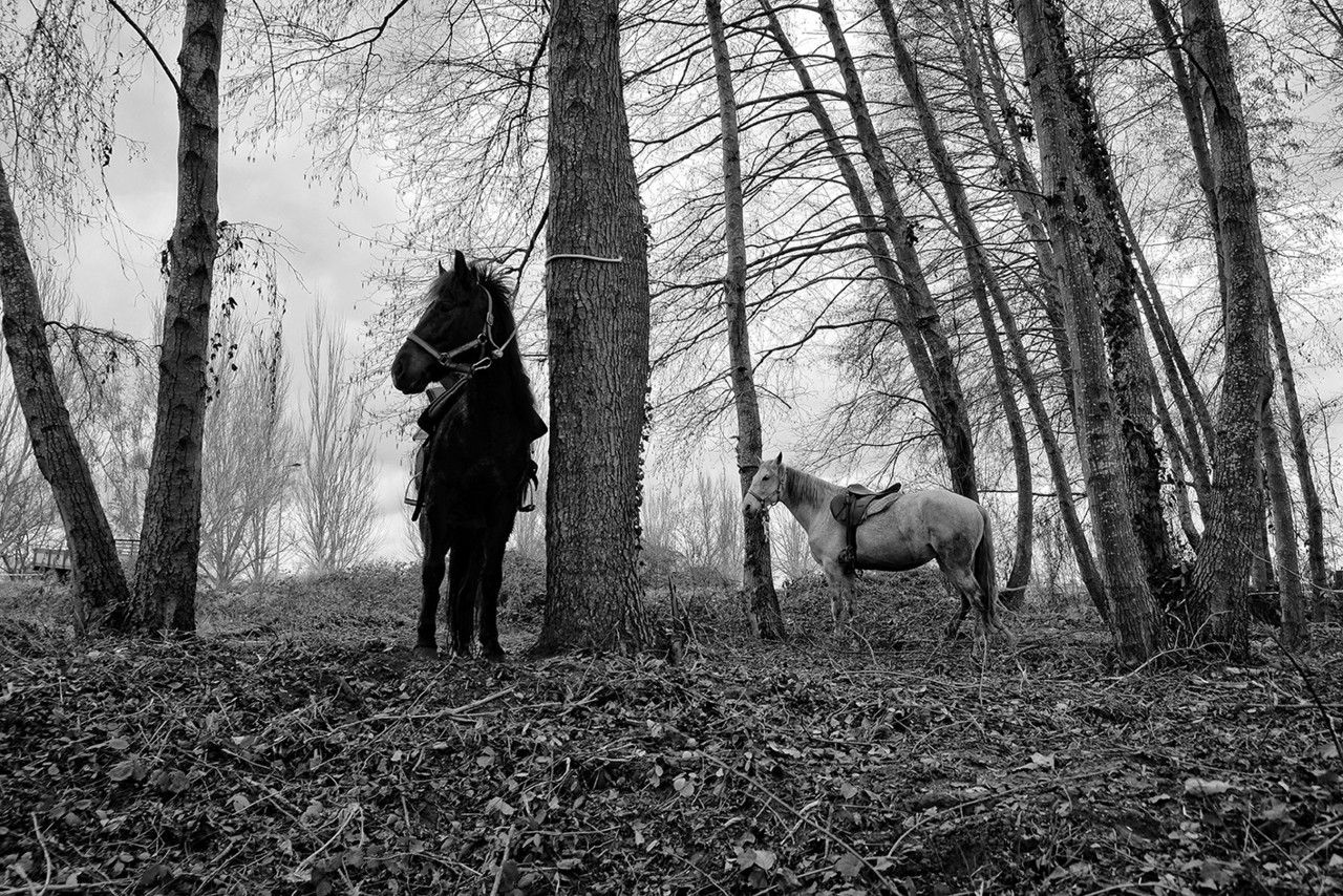 DSCF1711 copy copy - cópia.jpg