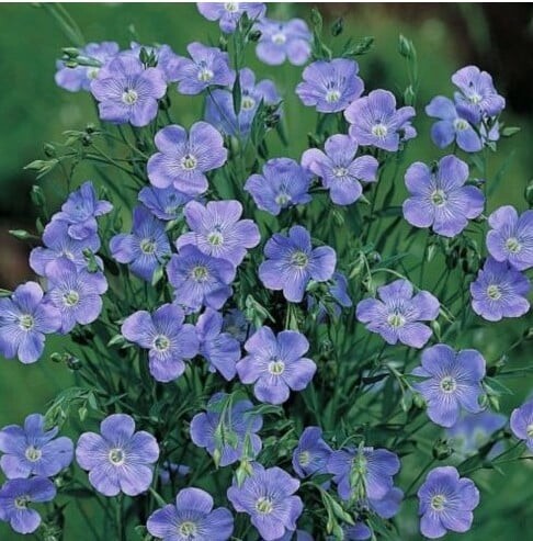 329515198_706364554380762_2161447389207009895_n.jp