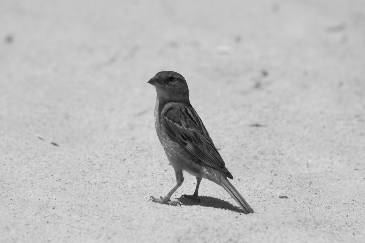N.º 7301 — Praia do Barril © 2015
