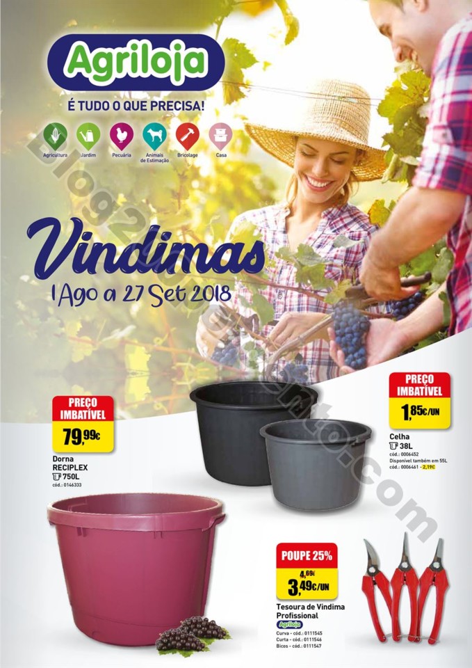 WEB_vindimas_000.jpg