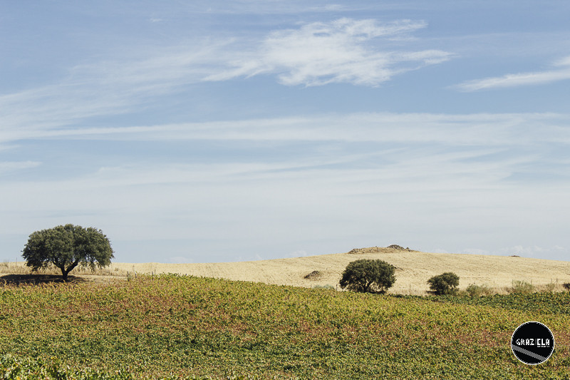 Campo_Maior_Originais-001192.jpg Campo_Maior_Originais-001192.jpg