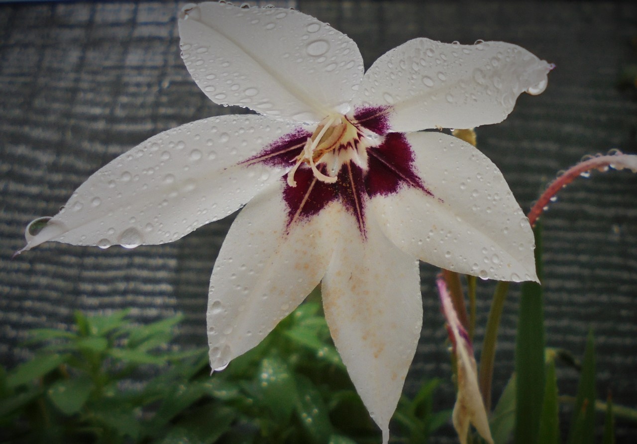 À chuva_4.JPG À chuva_4.JPG