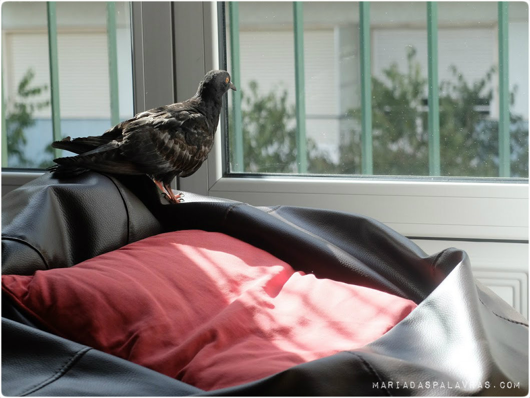 O pombo faz uma tour à casa da Maria das Palavras