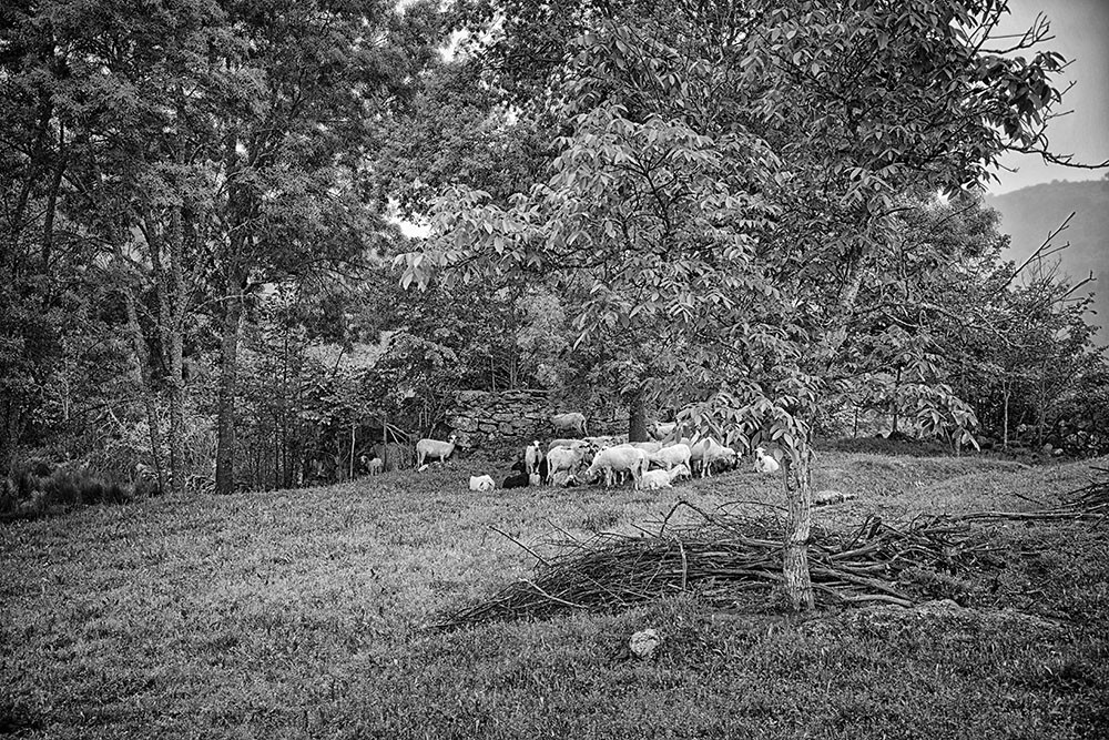 Santo Ovaia, etc 026 - Cópia.jpg