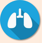 Sistema Respiratório.png