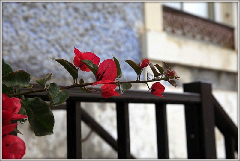 _MG_9389 buganvília.JPG