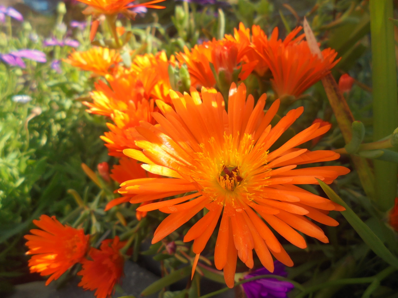 Jardim Primaveril.JPG