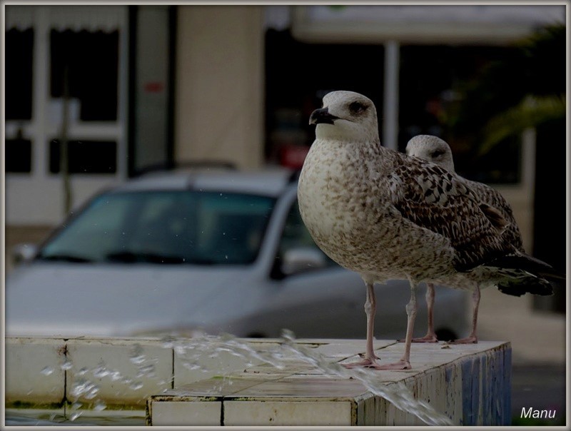 IMG_0045 gaivota na cidade 5.jpg IMG_0045 gaivota na cidade 5.jpg