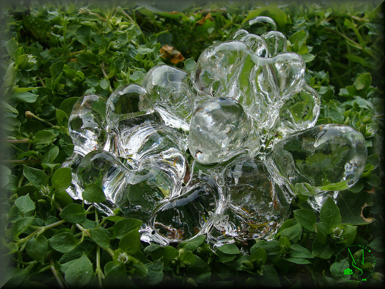 05Fev DSC04422_ms.JPG