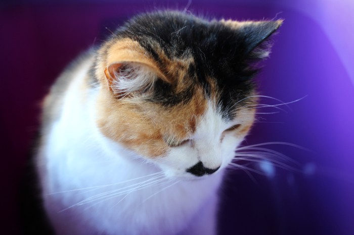 Quarentena - dia 33c.jpg